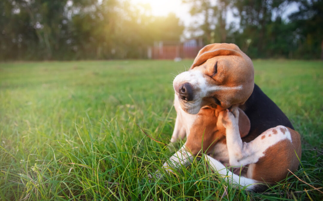 Sherman Flea & Tick Control Services