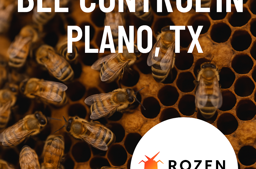 Bee Control in Plano, TX – Rozen Pest Services
