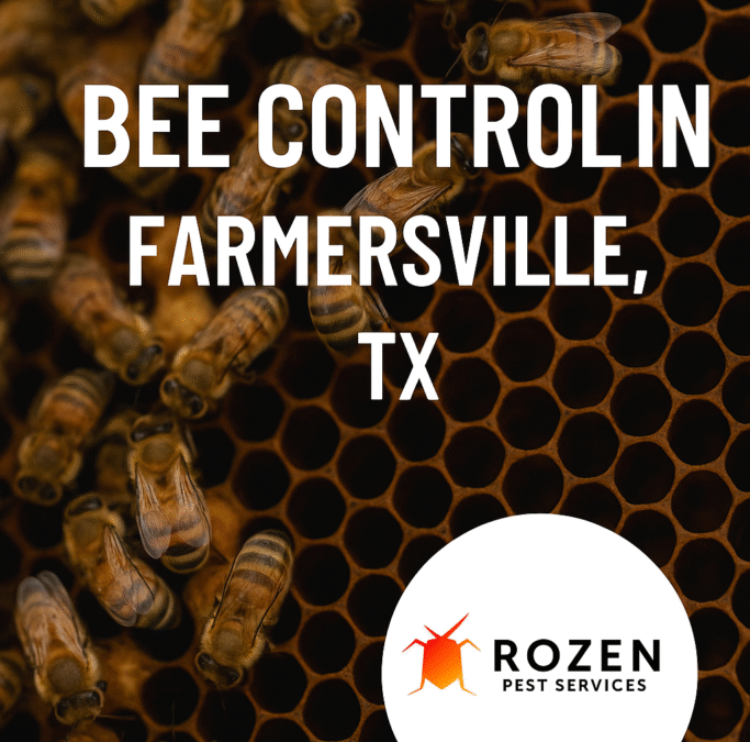 Bee Control in Farmersville, TX – Rozen Pest Services